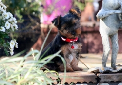 2019/04/ad-yorkshire-terrier-yorkie-puppy-picture-1e8fb51f-2330-4964-aea8-7182fcf9016c-jpg-t7rd.jpg