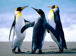 2020/10/ad-penguins-jpg-mkb1.jpg